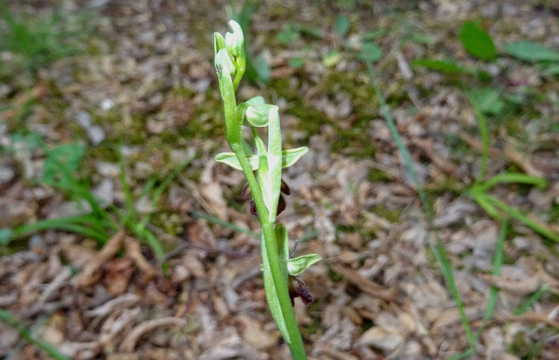 Ophrys insectifera subsp. insectifera